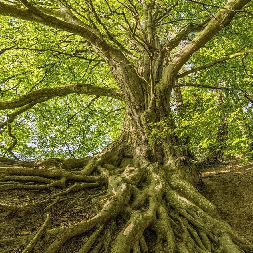 großer Baum mit starken Wurzeln
